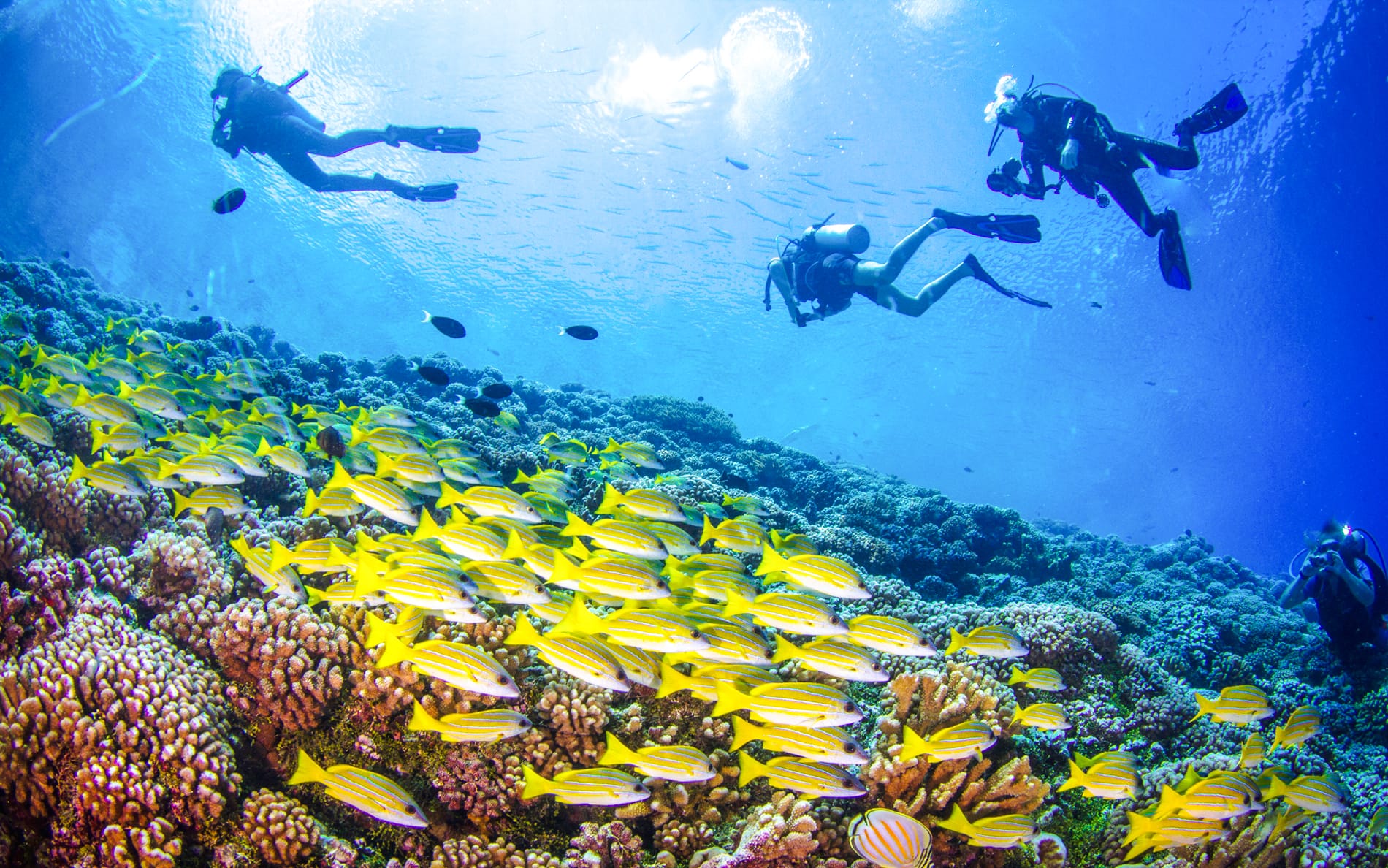 From Sharm El-Sheikh: Diving at Ras Mohamed & White Island with Round-Trip Hotel Transfers tickets in Sharm el-Sheikh - Highlights | TickYourList