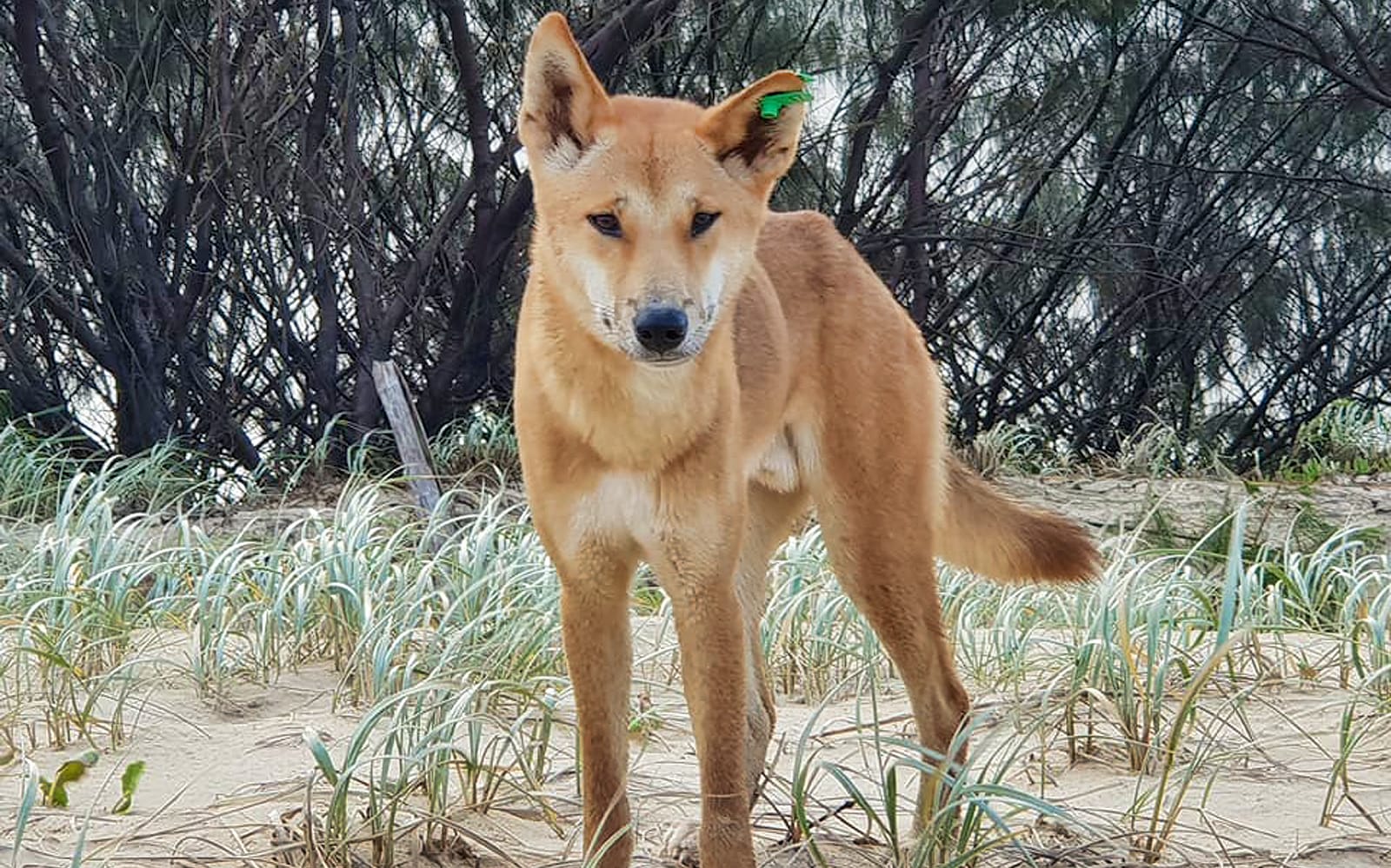 Fraser Island Exclusive 4WD Day Tour experience tickets in Brisbane | TickYourList