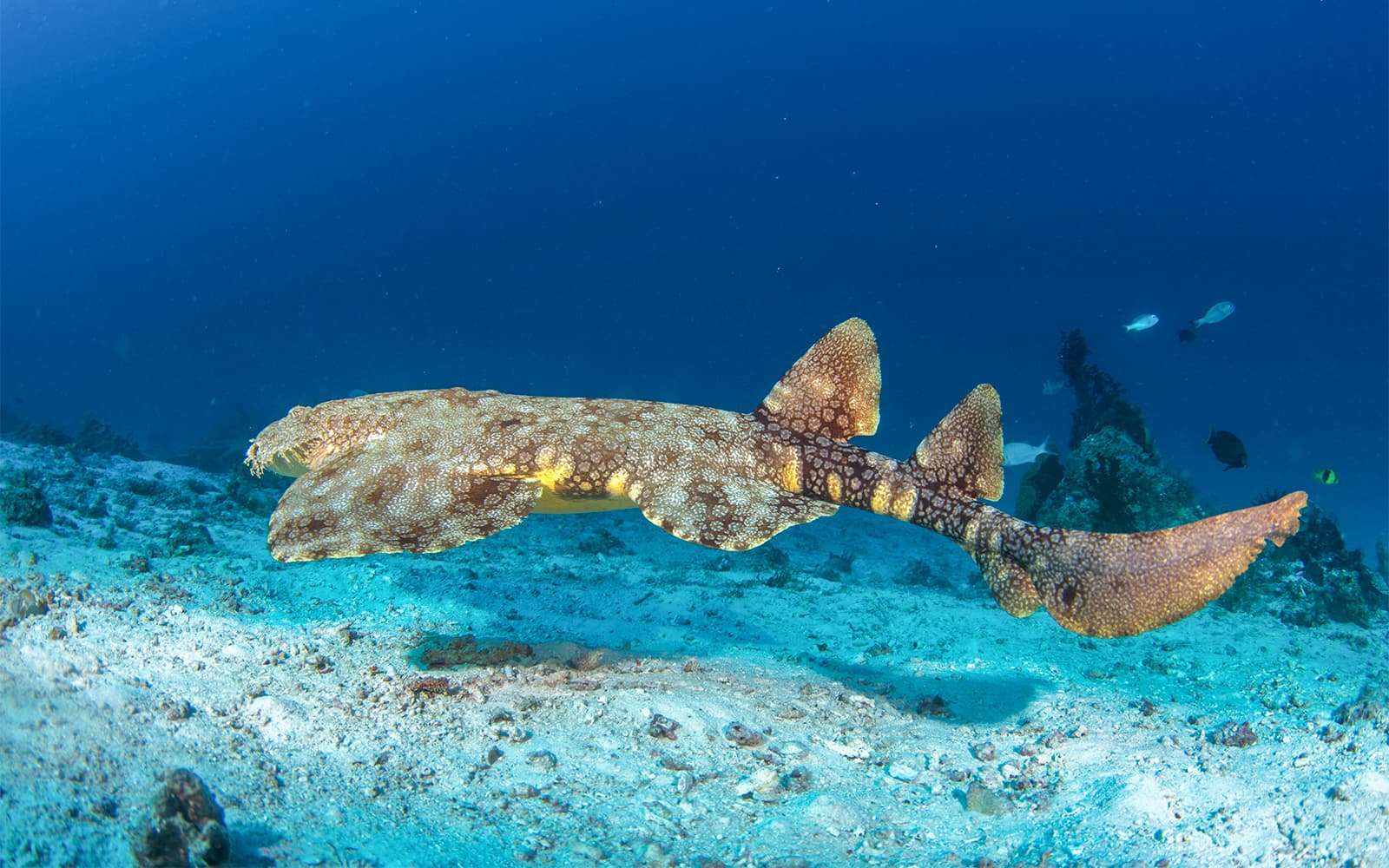 Moreton Island: Tangalooma Scuba Diving Tour tickets in Brisbane - Highlights | TickYourList