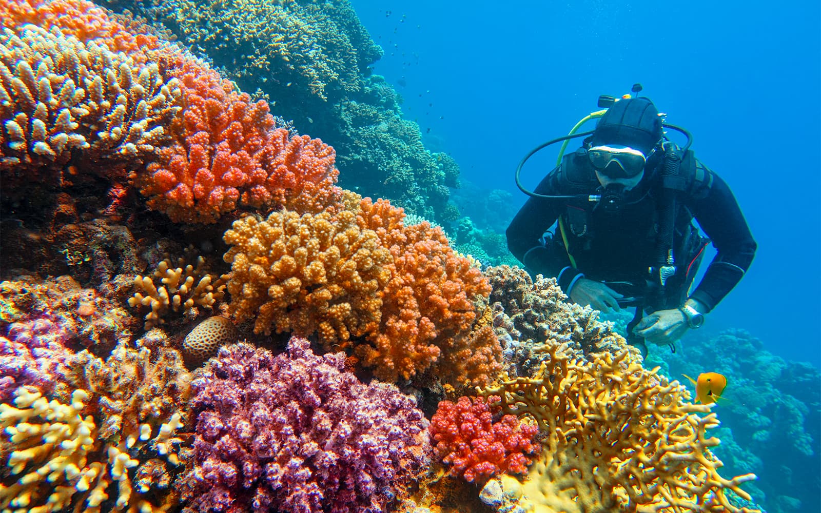 Moreton Island: Tangalooma Scuba Diving Tour tickets in Brisbane - Features | TickYourList