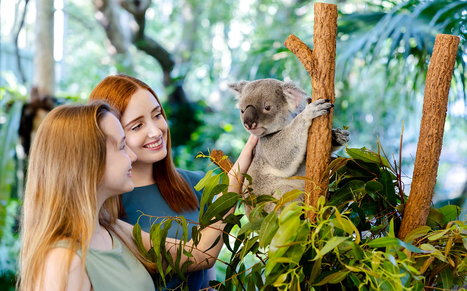 Lone Pine Koala Sanctuary Tickets experience in Brisbane | TickYourList