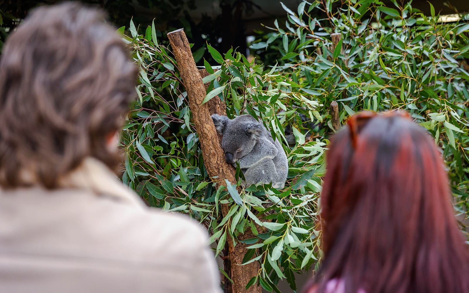 Lone Pine Koala Sanctuary Tickets in Brisbane - Activities | TickYourList