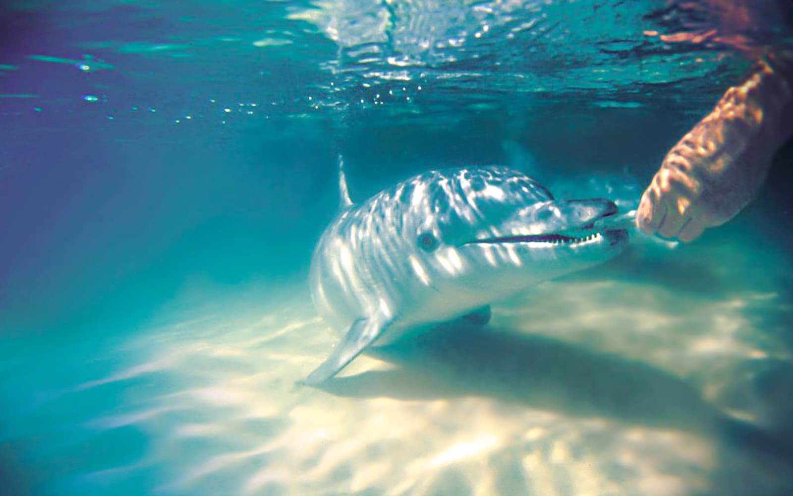 Moreton Island: Tangalooma Resort Cruise with Quad Bike Tour and Dolphin Feeding tickets in Brisbane - Activities | TickYourList