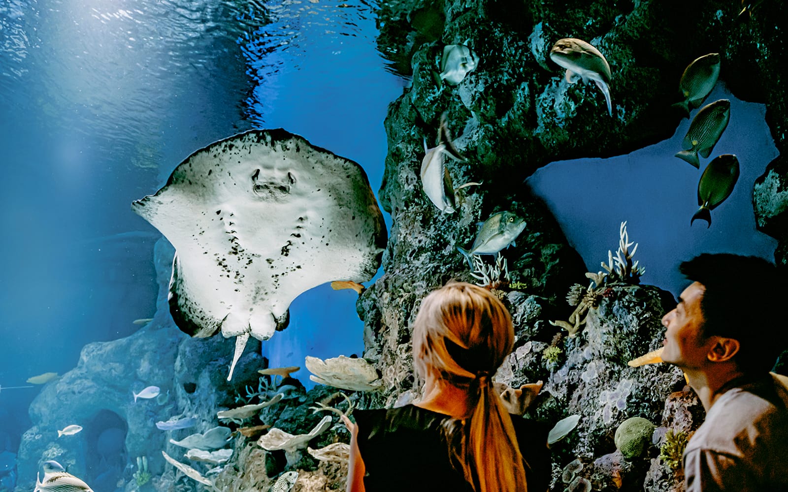 Cairns Aquarium Tickets in Cairns - Activities | TickYourList