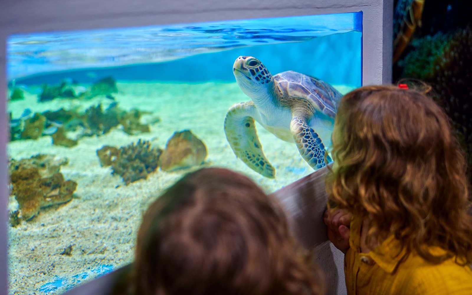 Cairns Aquarium Tickets in Cairns - Features | TickYourList