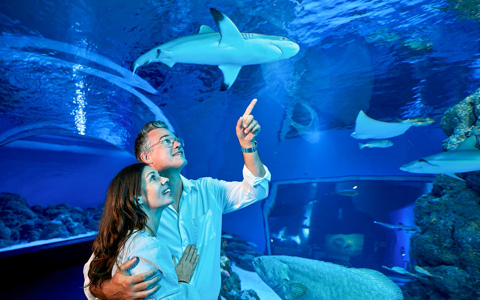 Cairns Aquarium by Twilight with Optional Dining