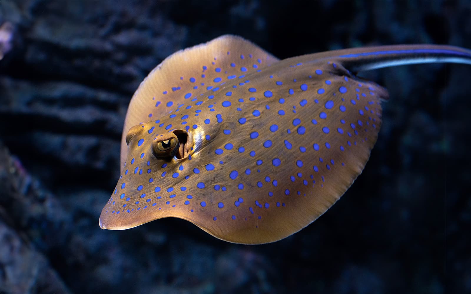 Cairns Aquarium by Twilight with Optional Dining tickets in Cairns - Highlights | TickYourList