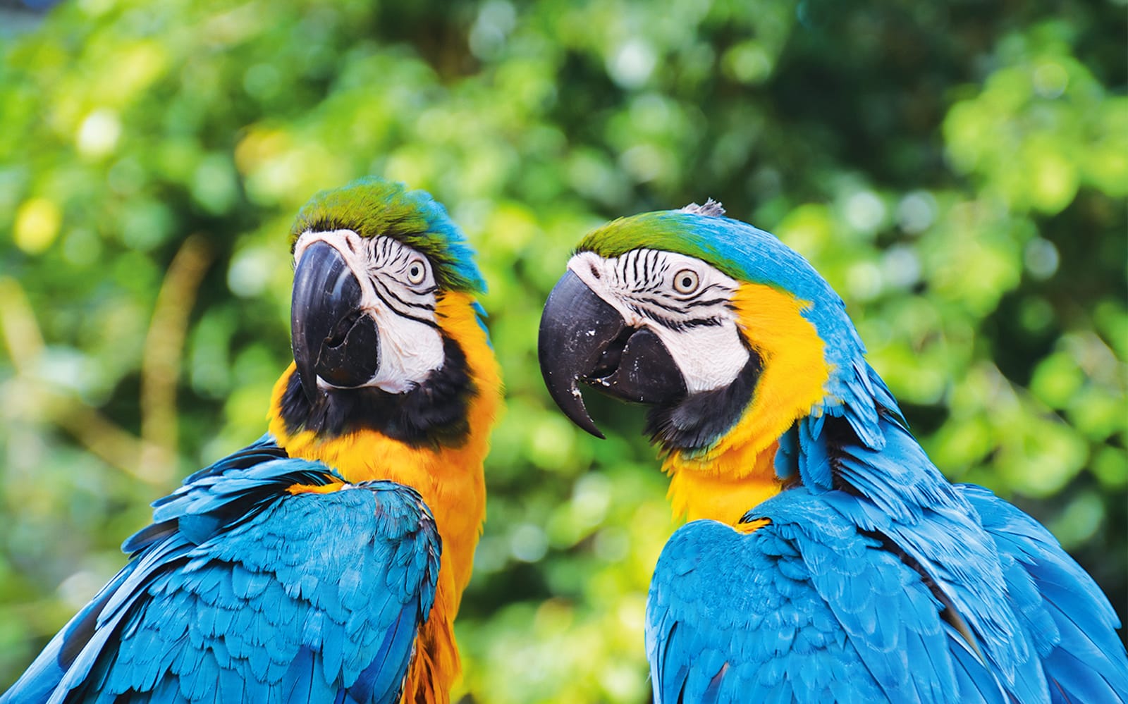 Birdworld Kuranda Tickets in Cairns - Highlights | TickYourList