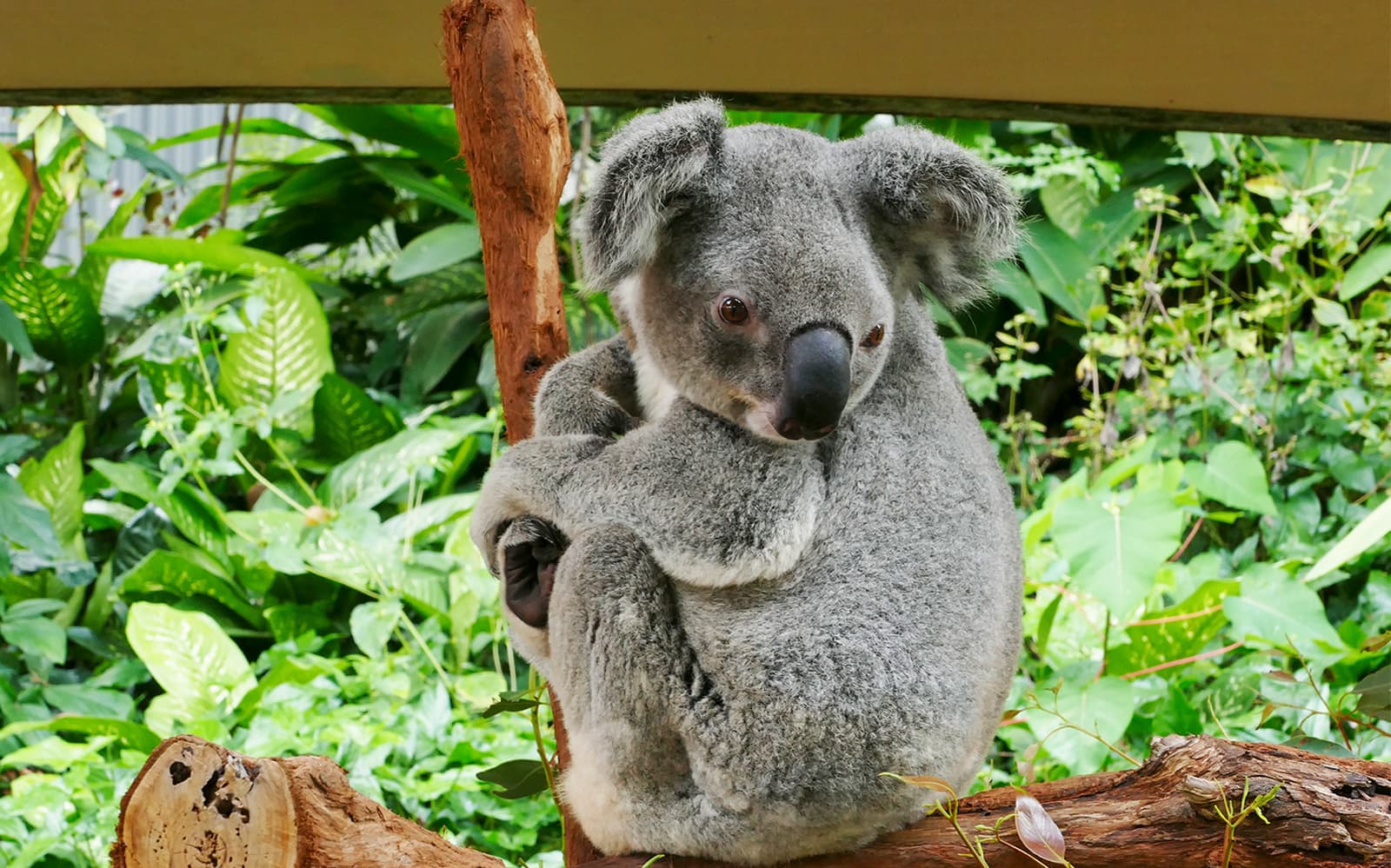 Kuranda Koala Gardens Ticket in Cairns - Attractions | TickYourList
