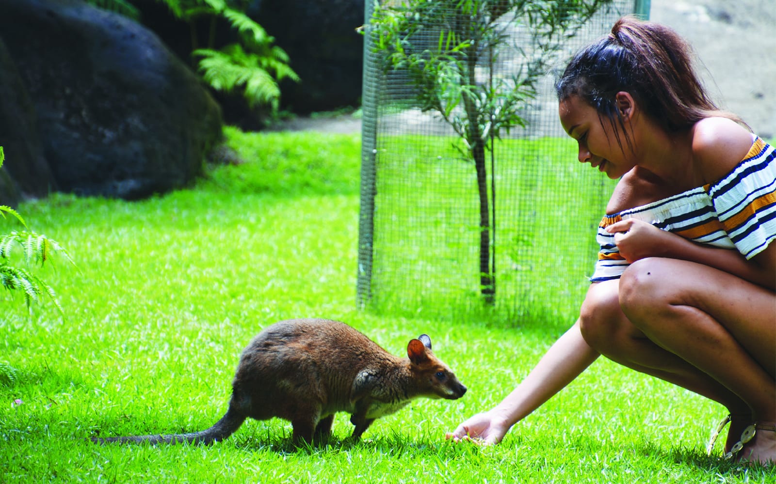 Kuranda Koala Gardens Ticket in Cairns - Activities | TickYourList