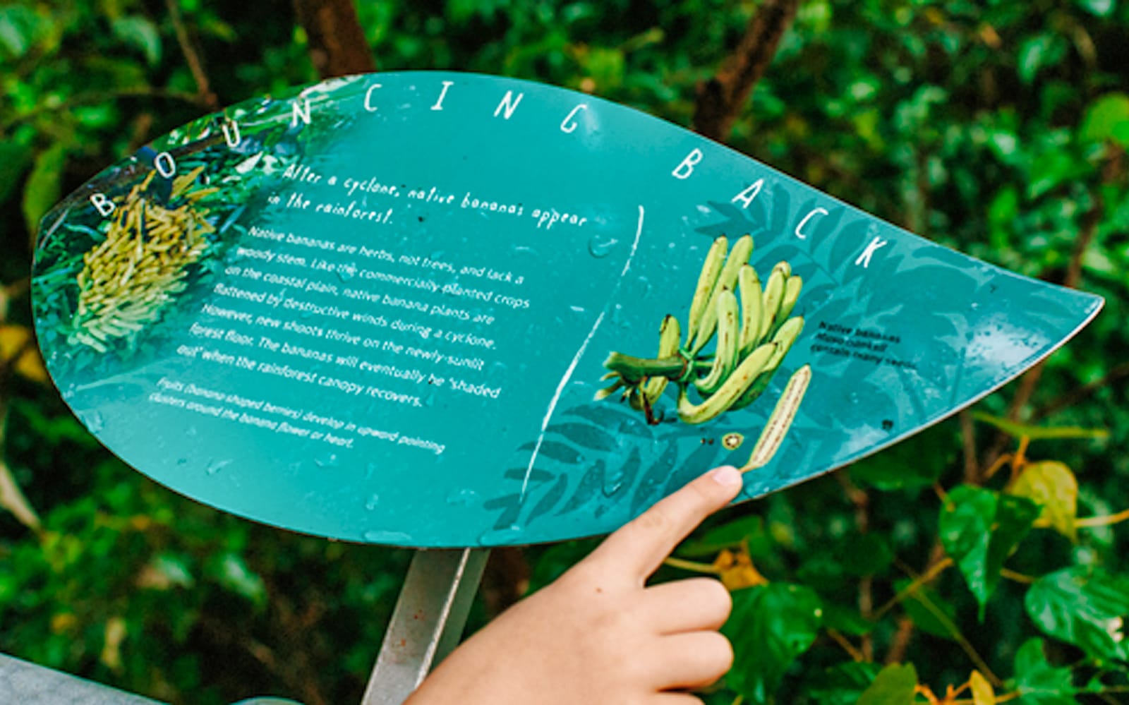 Mamu Tropical Skywalk Admission Ticket in Cairns - Book Now | TickYourList