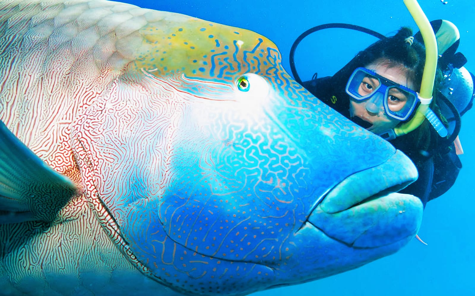 Great Barrier Reef Adventure Cruise tickets in Cairns - Attractions | TickYourList