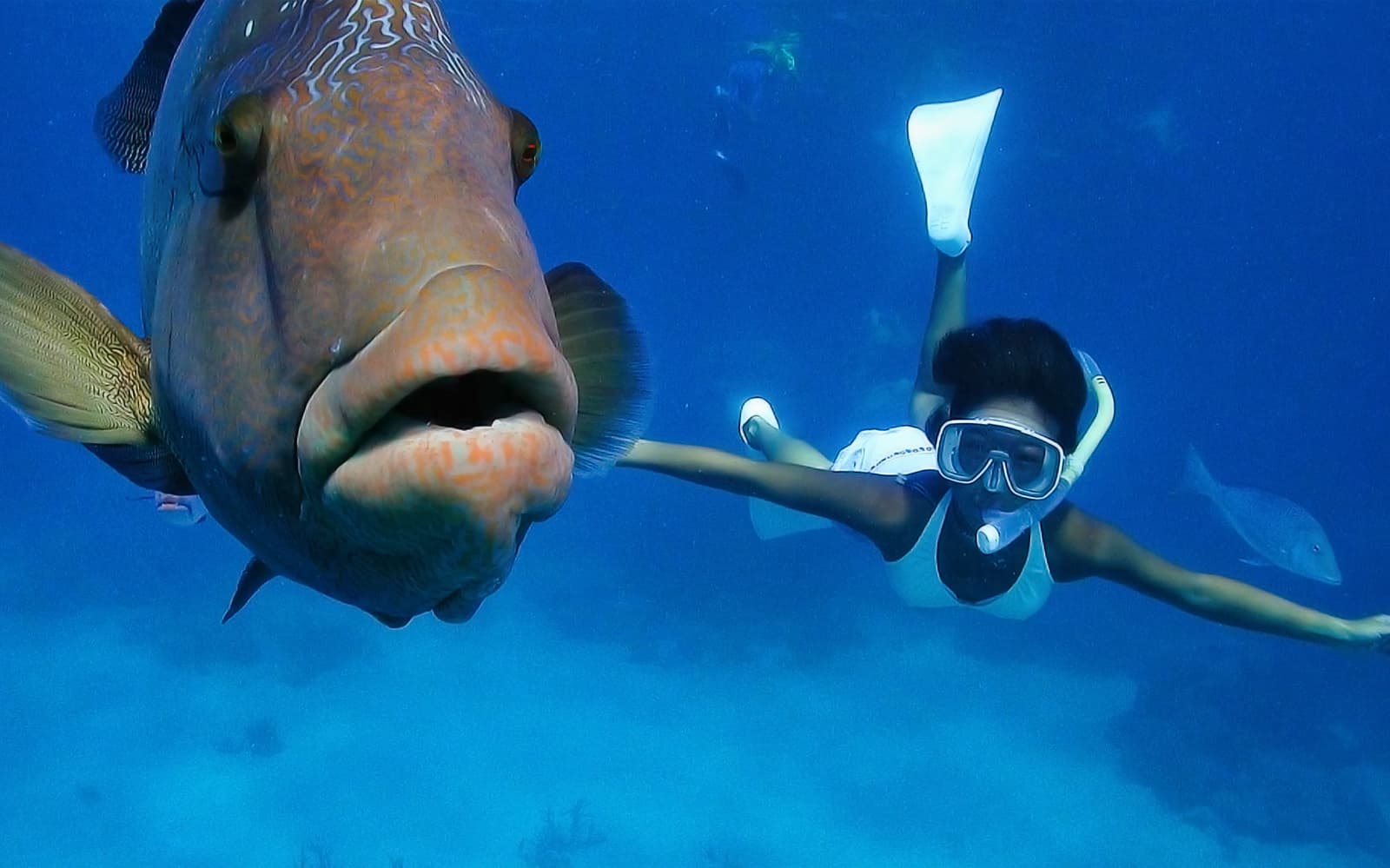 Great Barrier Reef Adventure Cruise tickets in Cairns - Features | TickYourList