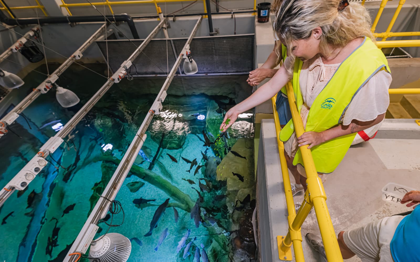 Marine Life Encounter at Cairns Aquarium tickets in Cairns - Full Experience | TickYourList