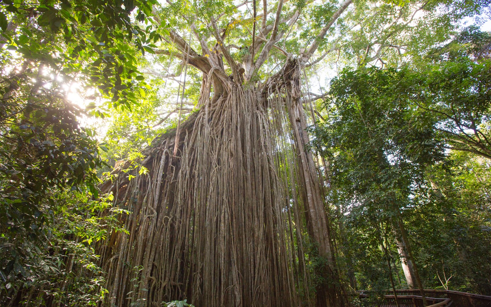 Atherton Tablelands Waterfalls Tour from Cairns tickets in Cairns - Explore More | TickYourList