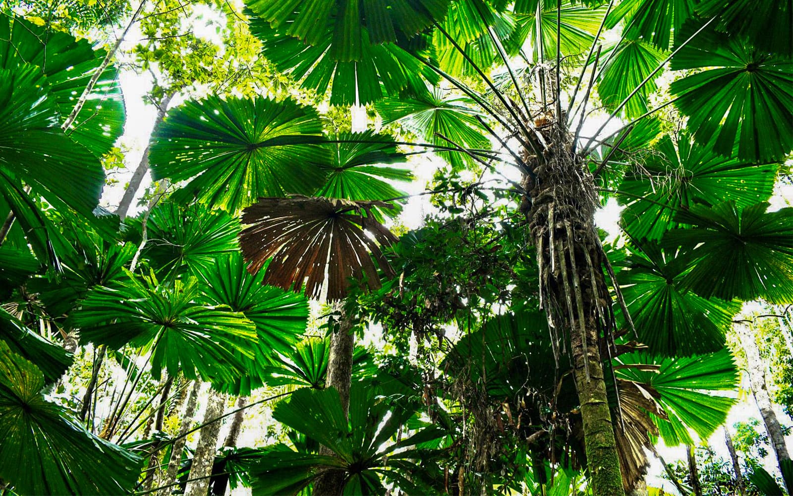 Cape Tribulation Day Tour with Optional River Cruise tickets in Cairns - Highlights | TickYourList