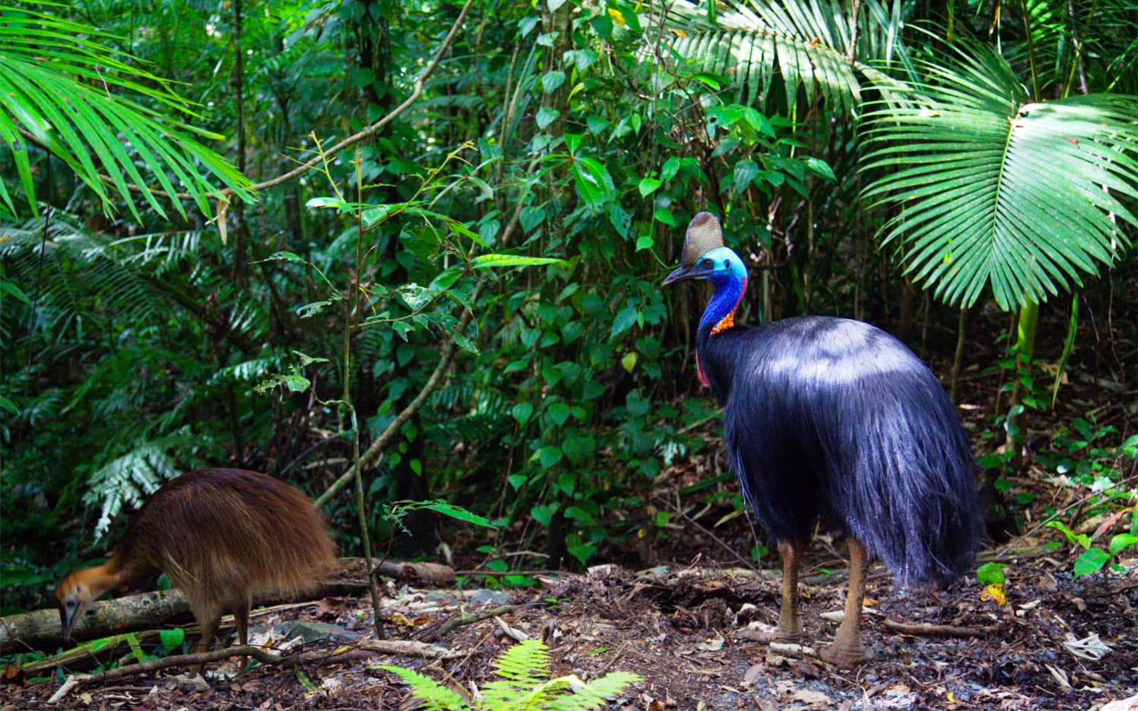 Cape Tribulation Day Tour with Optional River Cruise tickets in Cairns - Full Experience | TickYourList