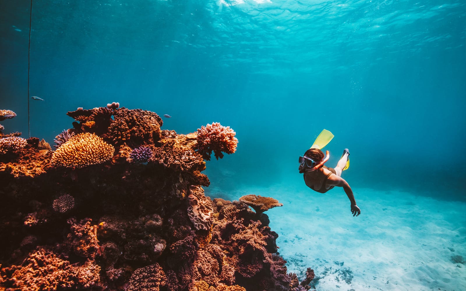Tickets for Dreamtime Dive & Snorkel Experience from Cairns