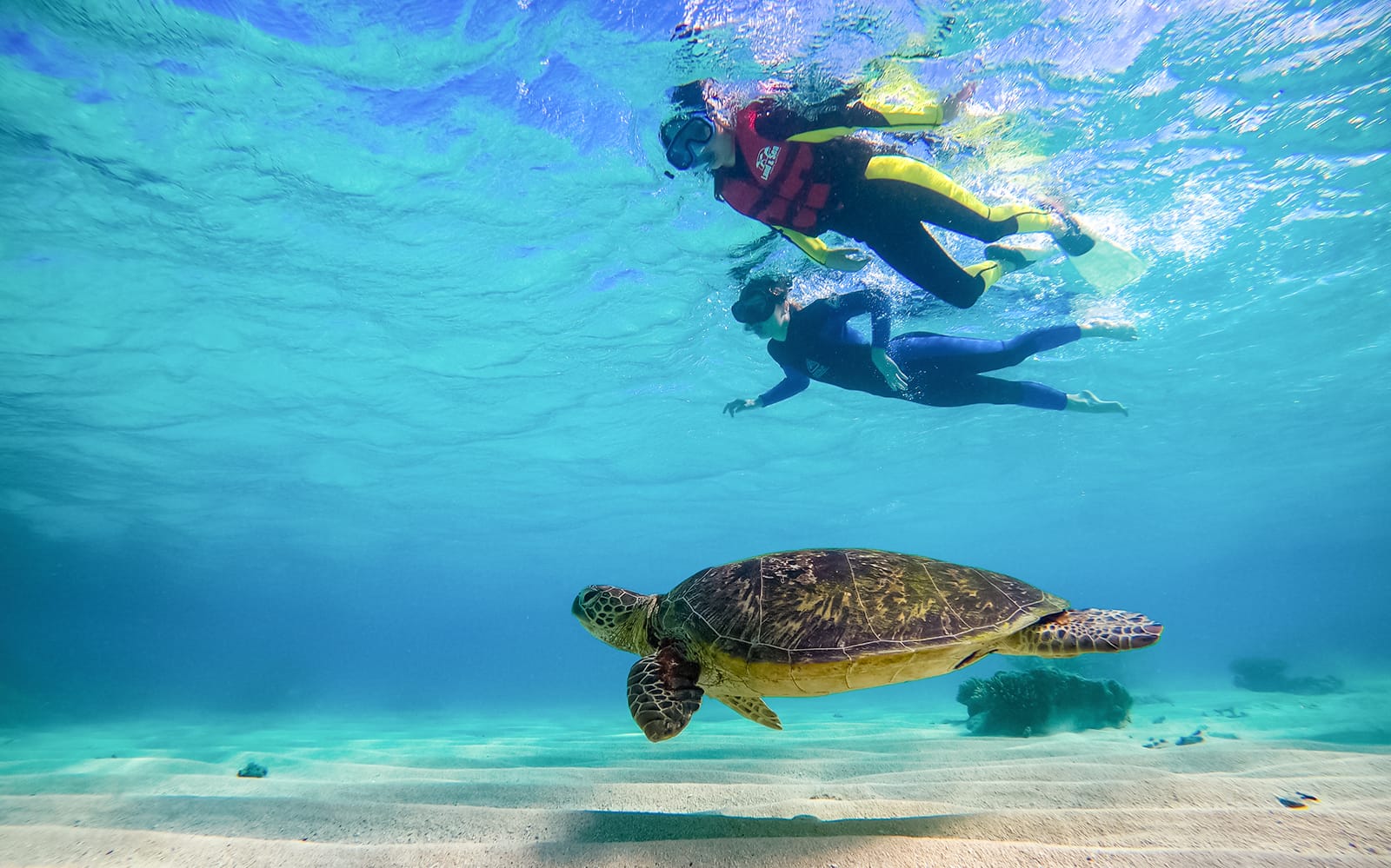 Ocean Safari Tour tickets in Cairns - Highlights | TickYourList