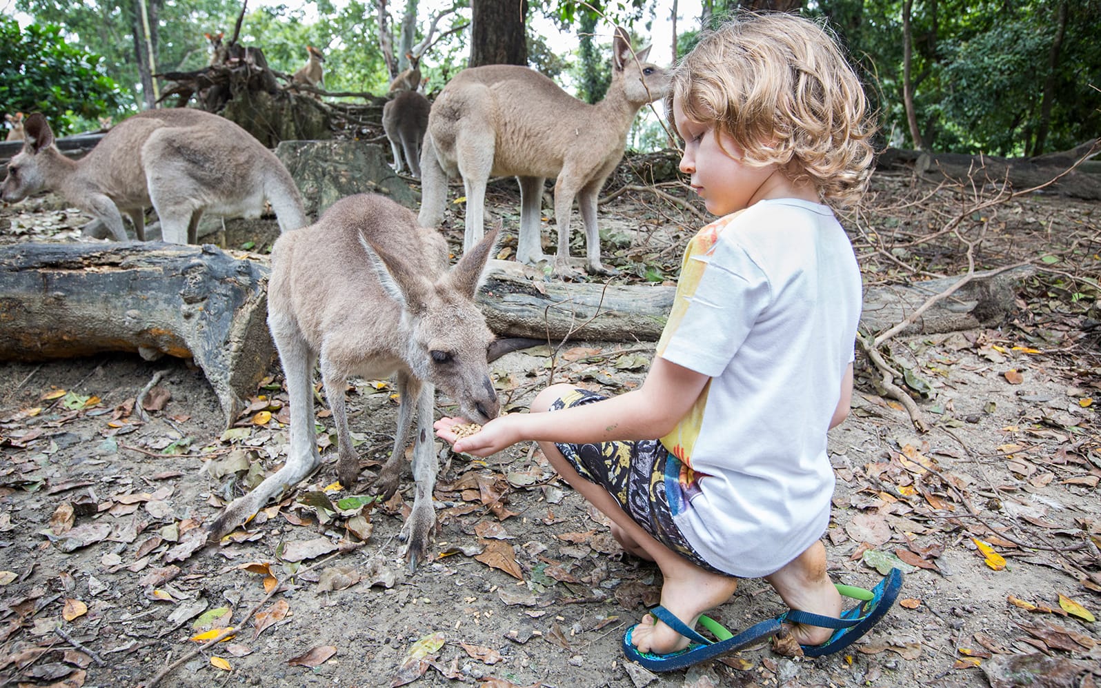 Wildlife Habitat Tickets experience in Cairns | TickYourList