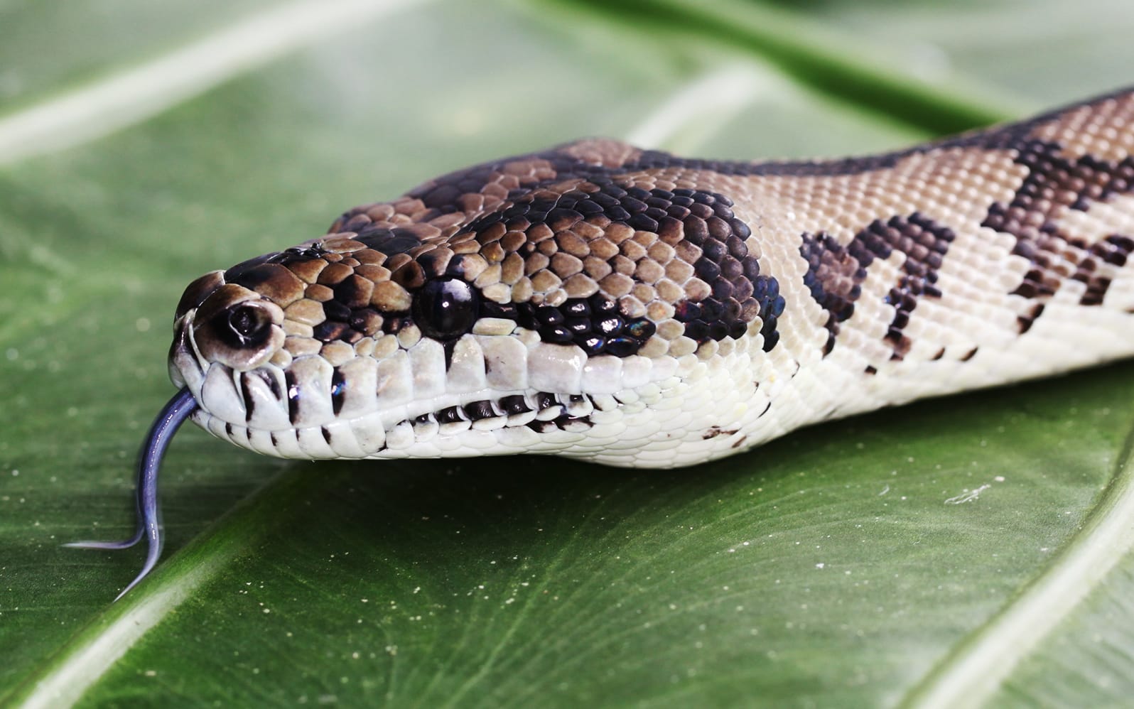 Wildlife Habitat Tickets in Cairns - Attractions | TickYourList