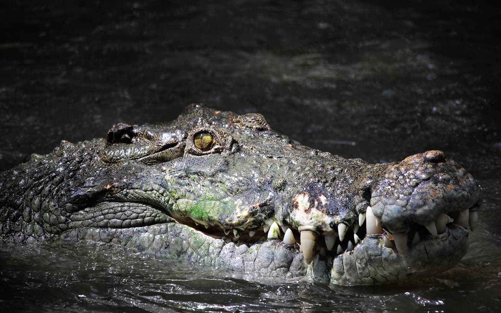 Wildlife Habitat Tickets in Cairns - Activities | TickYourList