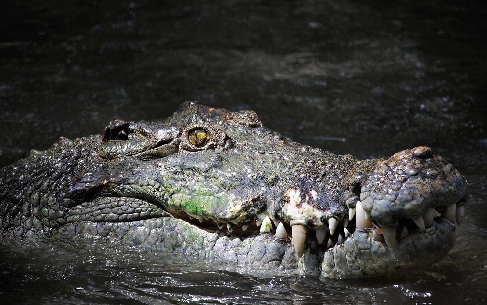 Wildlife Habitat Tickets in Cairns - Activities | TickYourList