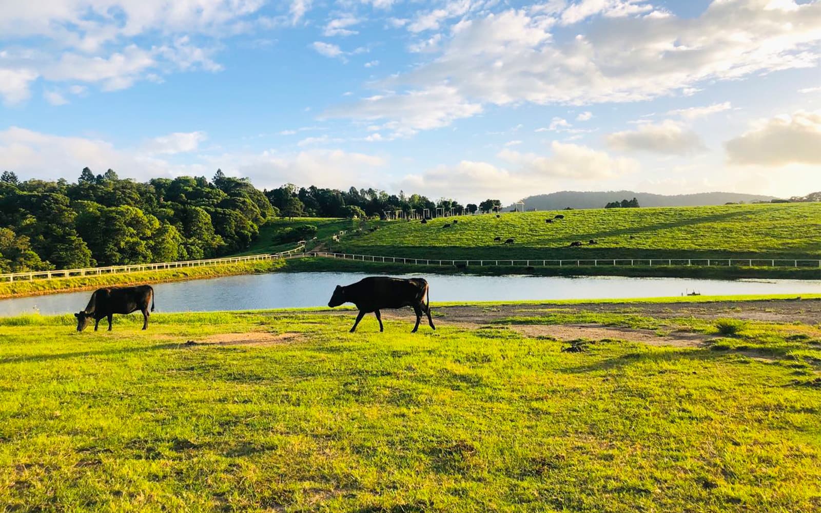 KUR-Cow Barnwell Farm Entry with Optional ATV & Horse Riding tickets in Cairns - Features | TickYourList