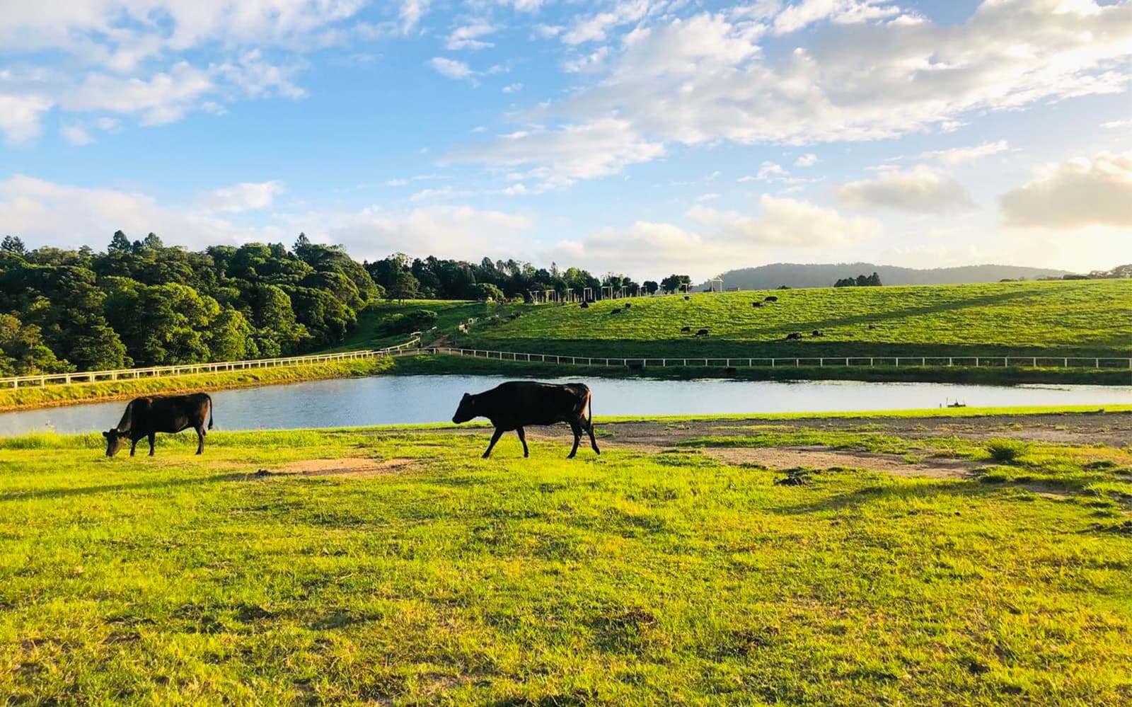 KUR-Cow Barnwell Farm Sunset ATV & Wagyu BBQ Dinner tickets in Cairns - Activities | TickYourList