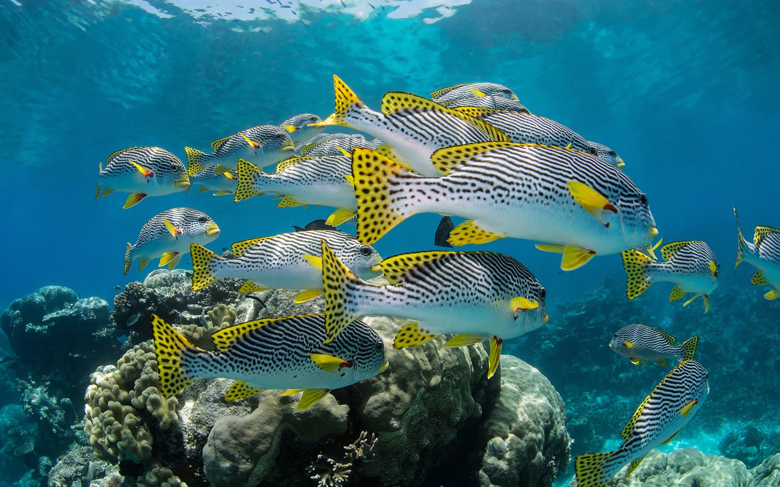 Tickets to Cairns Aquarium, Skyrail and Kuranda Rail
