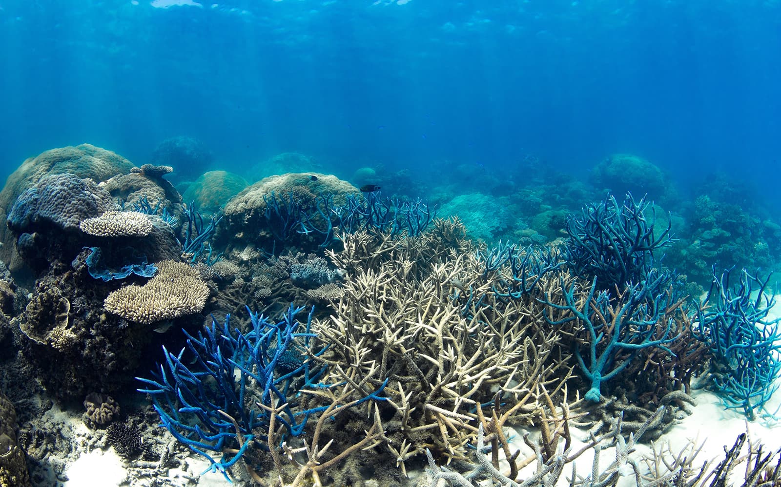 Full Day Tour of Hartley's and Cairns Aquarium tickets in Cairns - Attractions | TickYourList