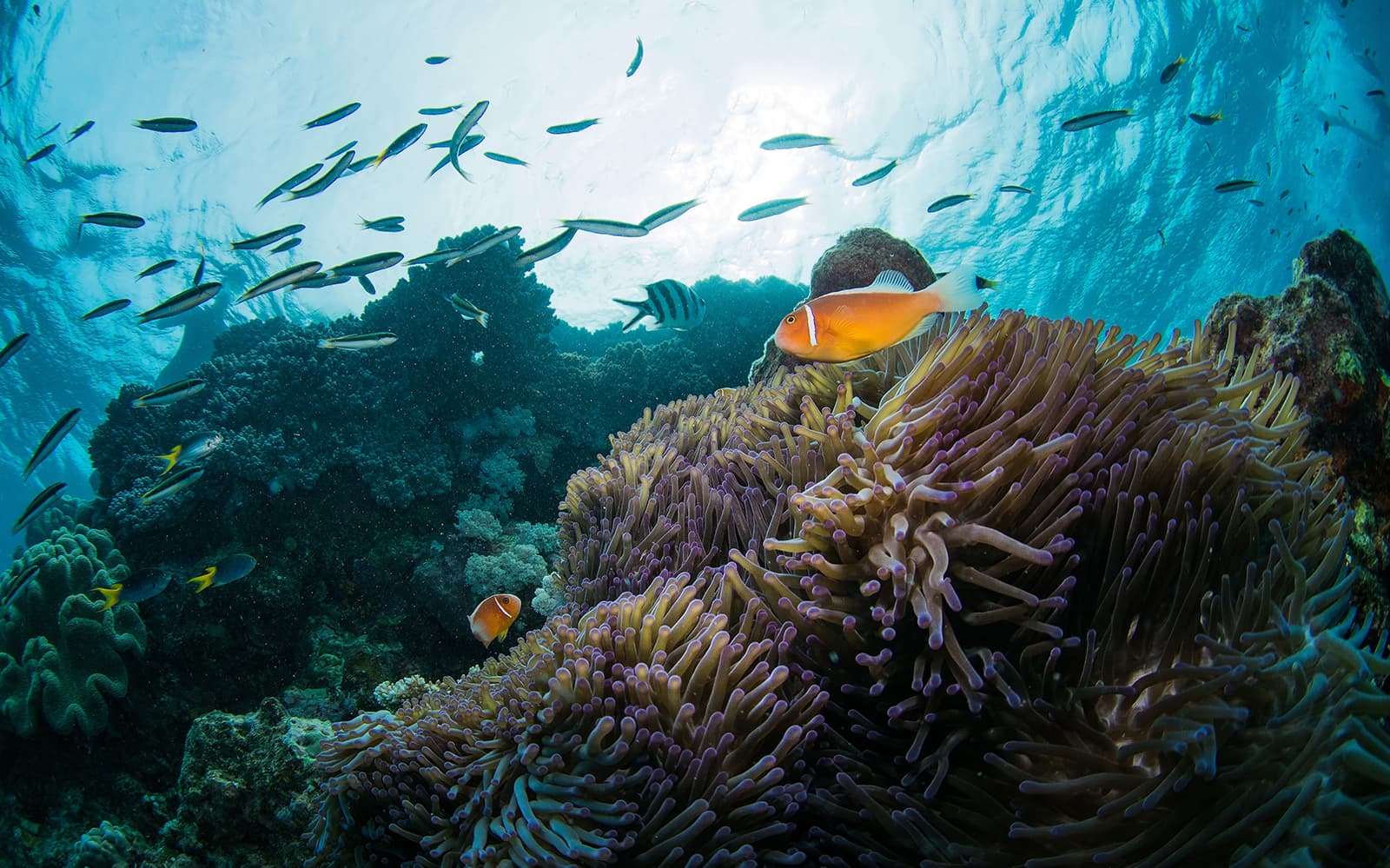 Full Day Tour of Hartley's and Cairns Aquarium tickets in Cairns - Activities | TickYourList