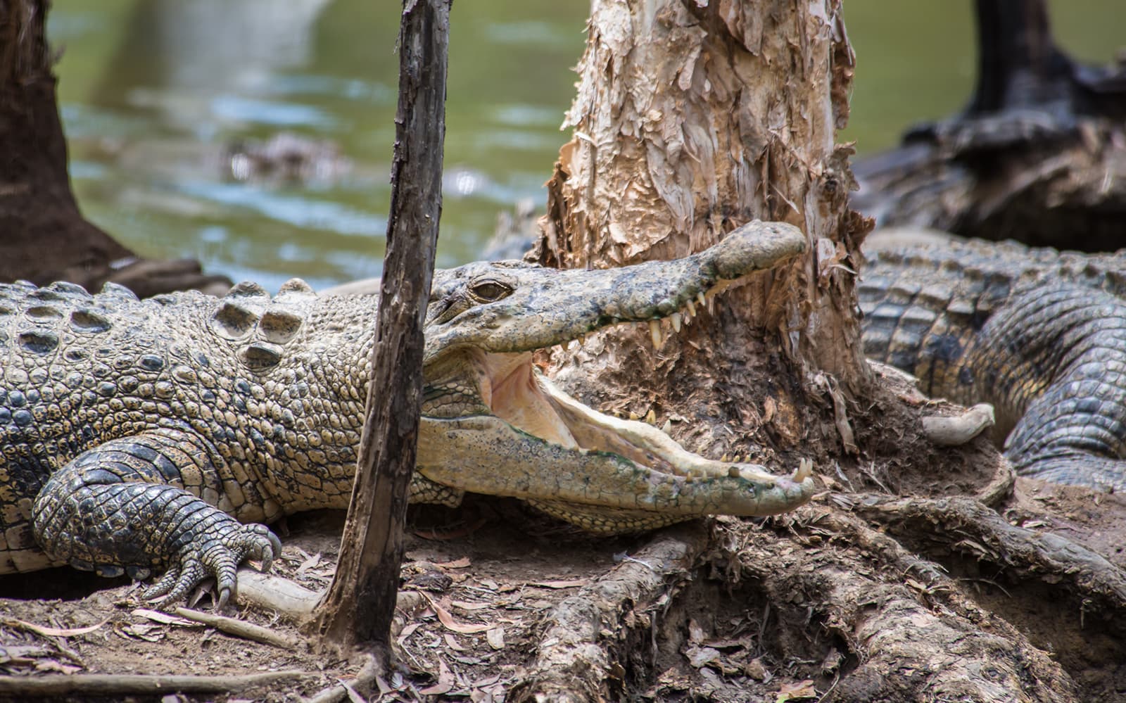 Full Day Tour of Hartley's and Cairns Aquarium tickets in Cairns - Highlights | TickYourList