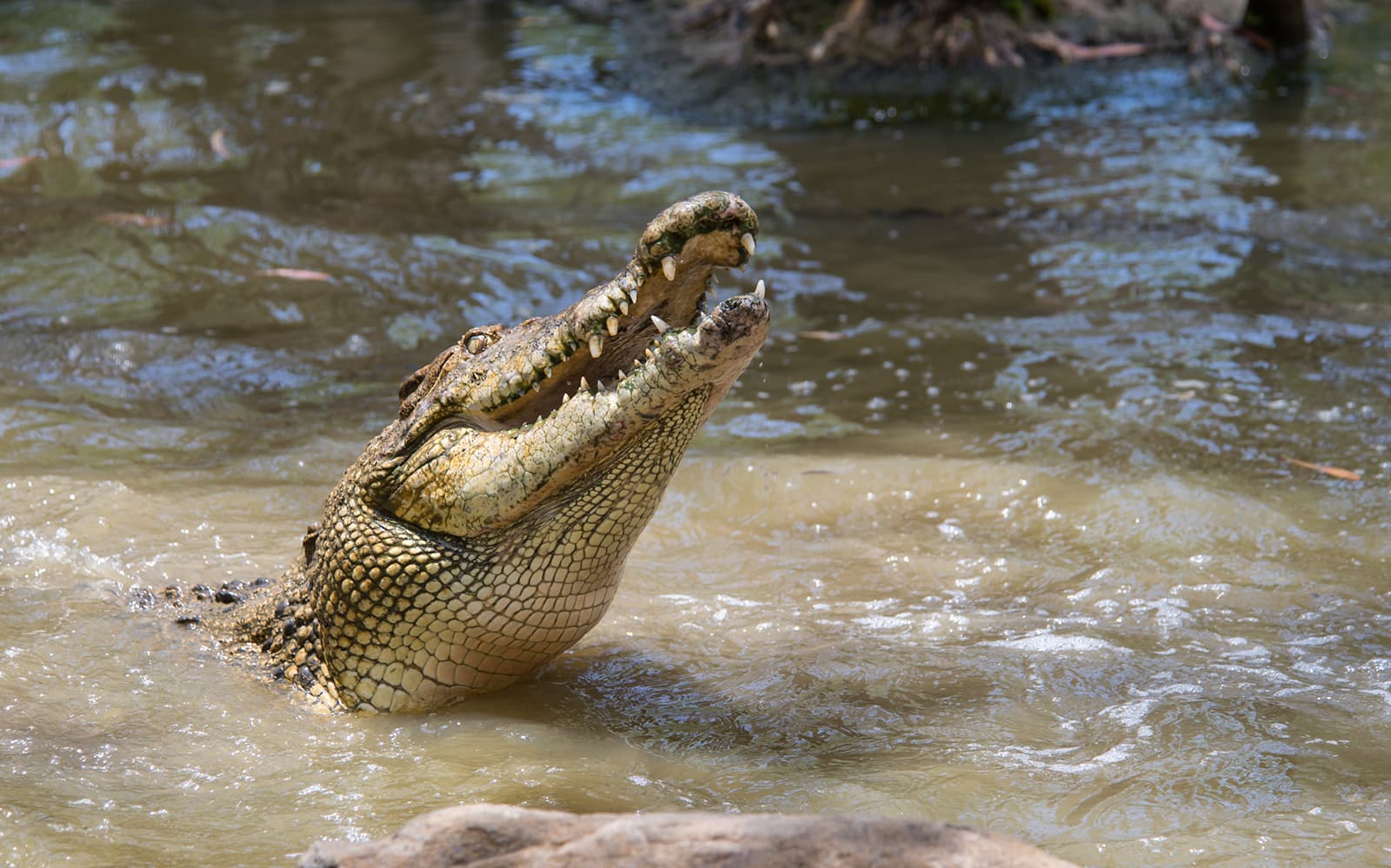 Full Day Tour of Hartley's and Cairns Aquarium tickets in Cairns - Features | TickYourList