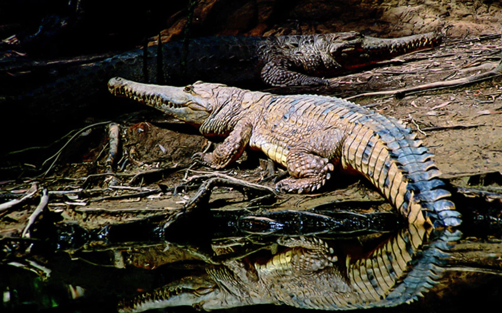 Half-Day Tour of Hartley’s Crocodile Adventures tickets in Cairns - Attractions | TickYourList