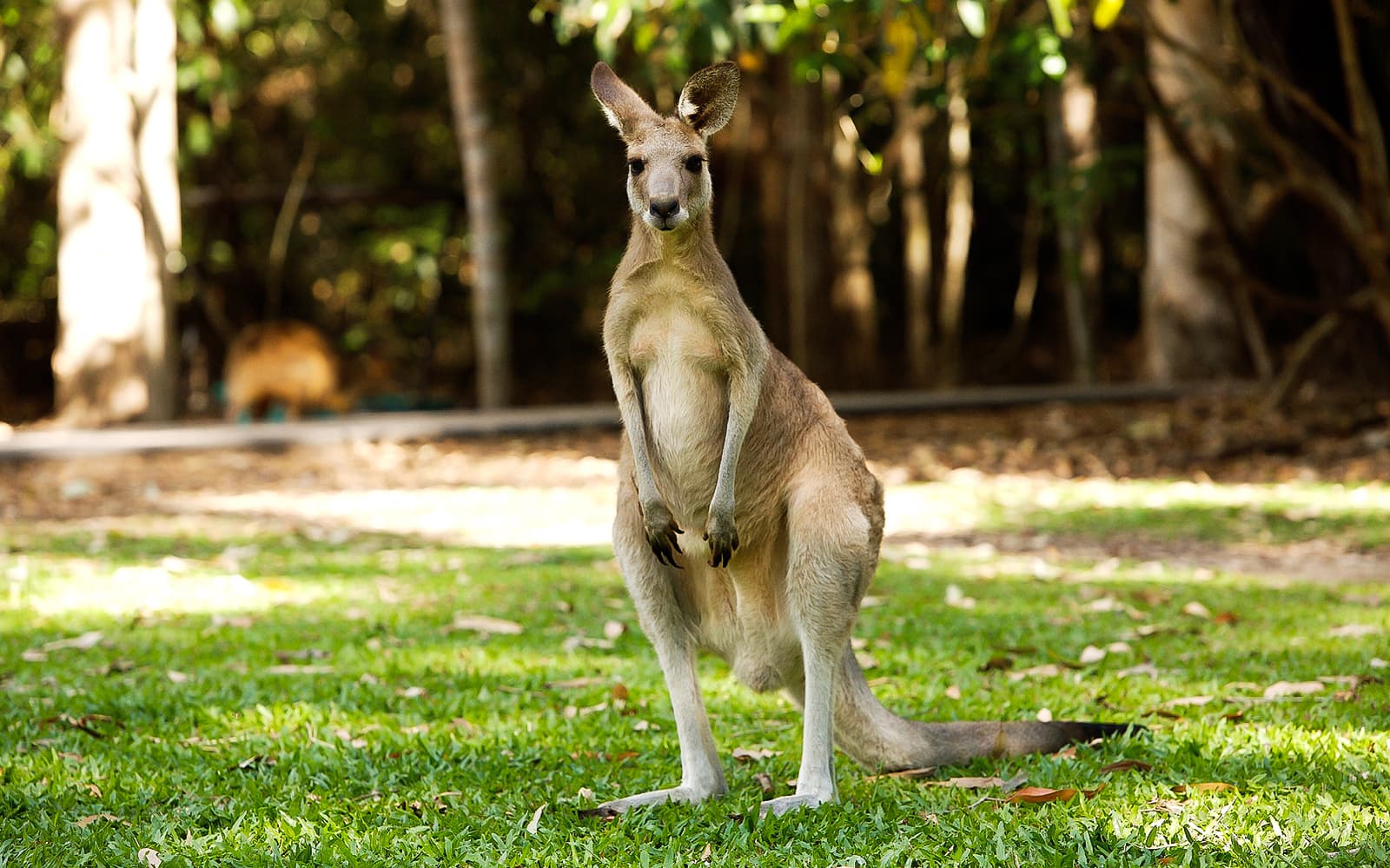 Half-Day Tour of Hartley’s Crocodile Adventures tickets in Cairns - Highlights | TickYourList