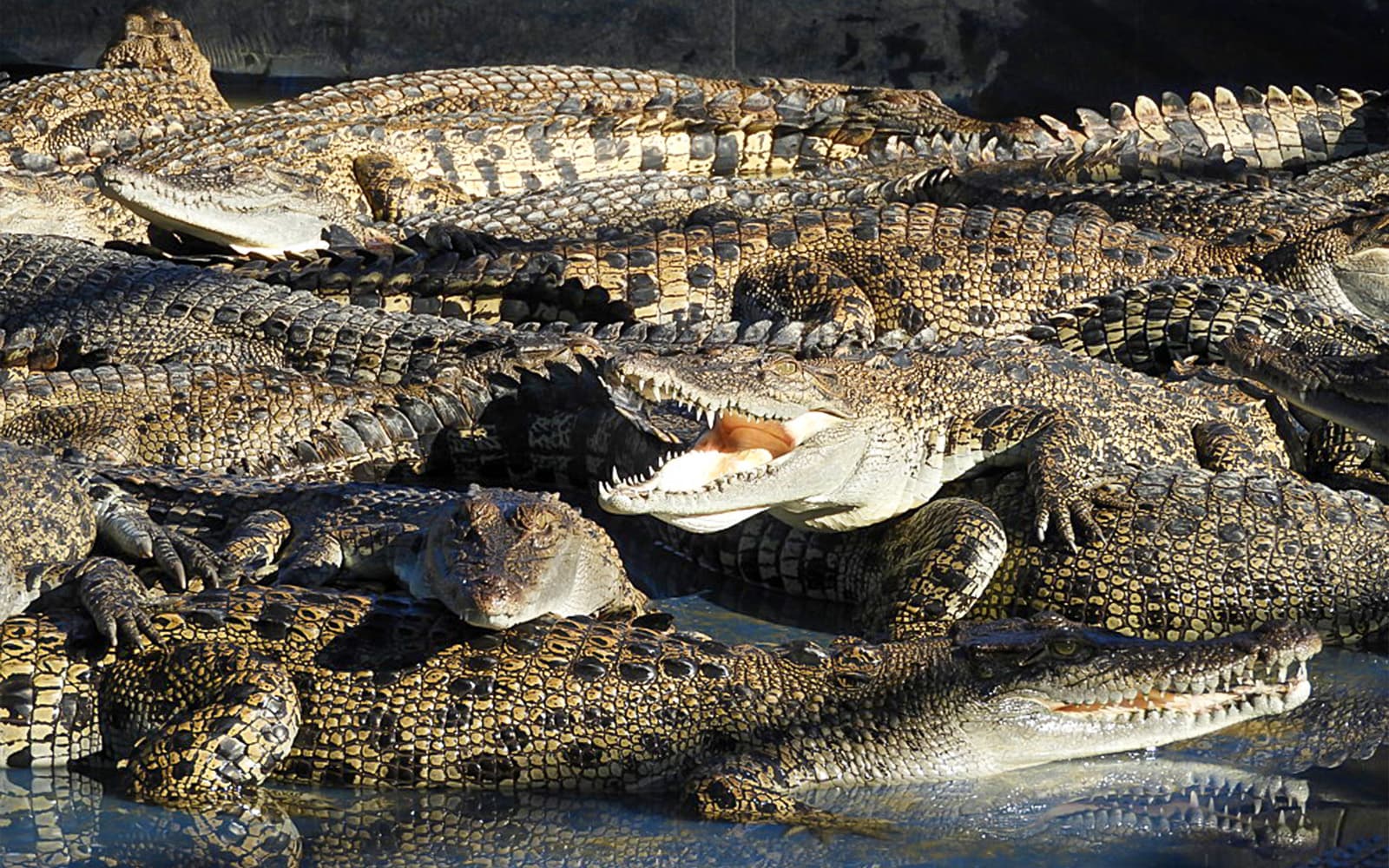 Tickets to Hartley's Crocodile Adventures in Cairns - Highlights | TickYourList