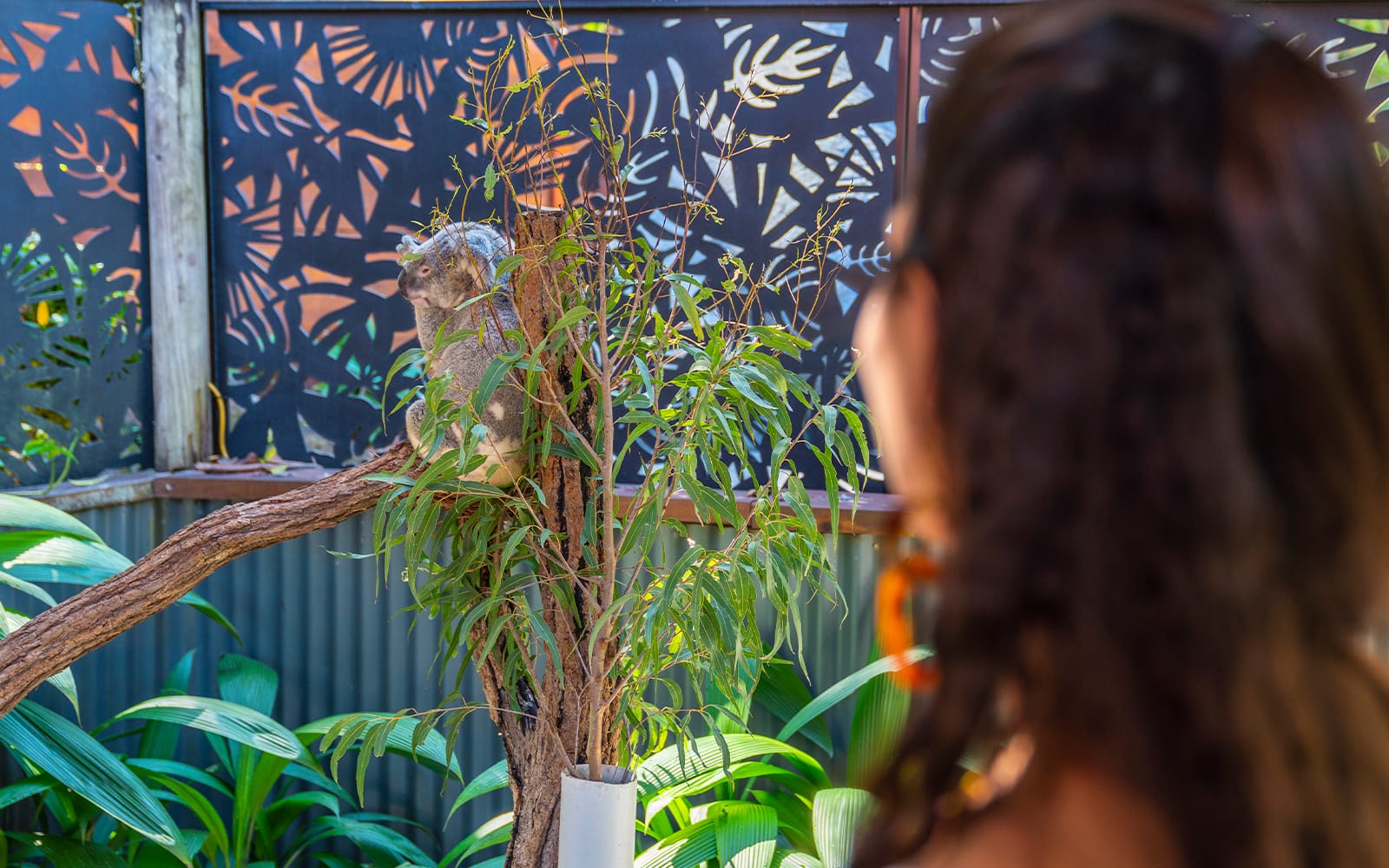 Friends in the Rainforest Package: Tickets to Kuranda Koala Gardens and Birdworld Kuranda in Cairns - Attractions | TickYourList