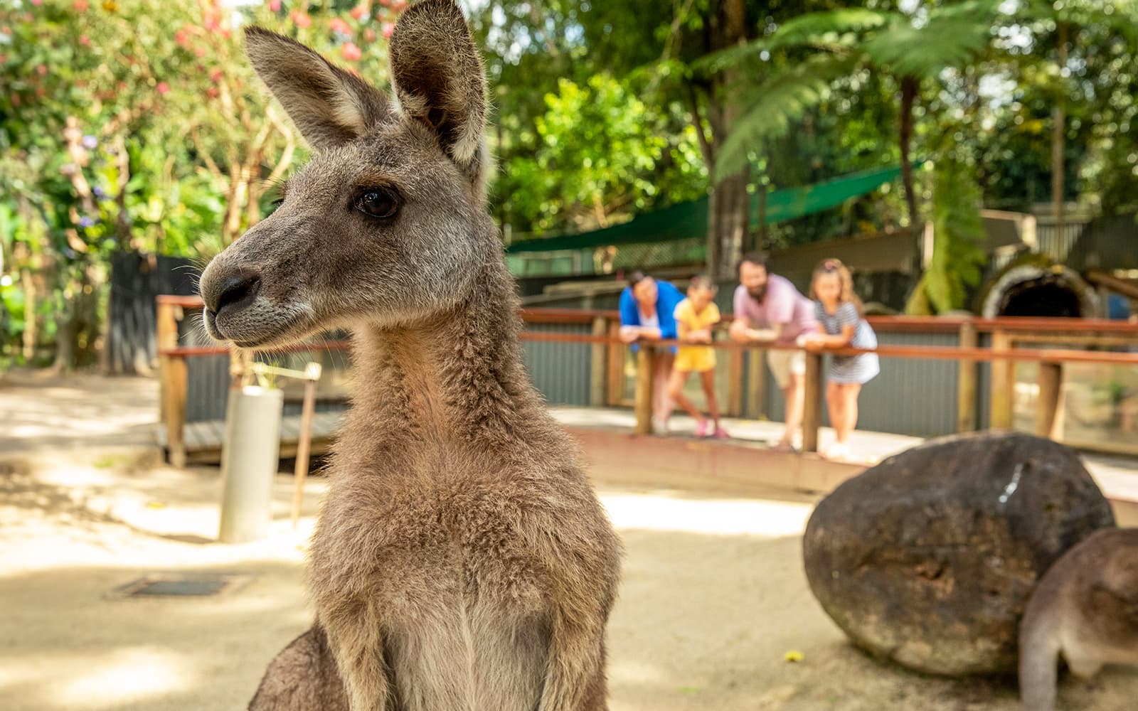 Tickets to Kuranda Koala Gardens, Birdworld Kuranda, & Australian Butterfly Sanctuary in Cairns - Attractions | TickYourList