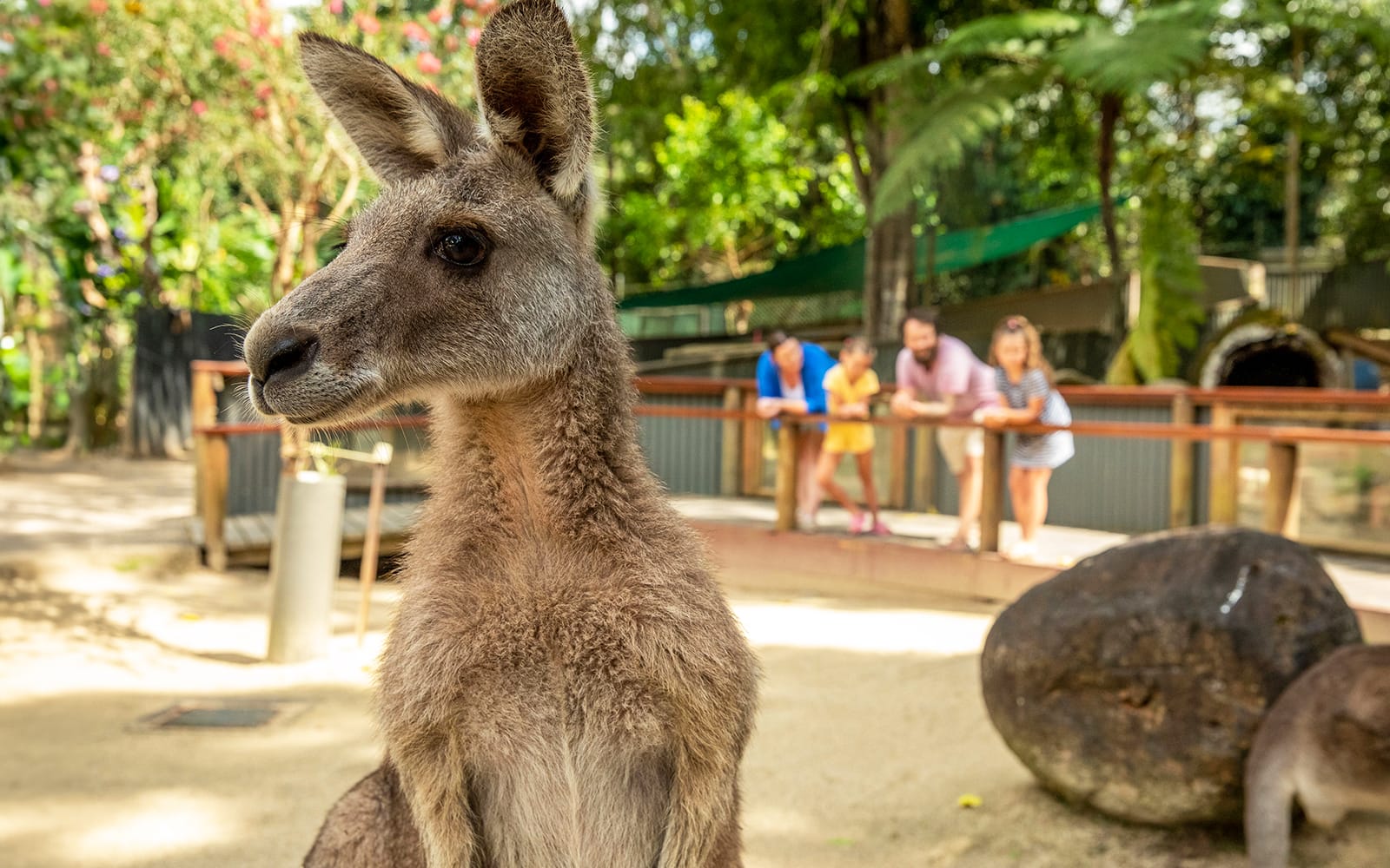 Tickets to Kuranda Koala Gardens, Birdworld Kuranda, & Australian Butterfly Sanctuary in Cairns - Attractions | TickYourList
