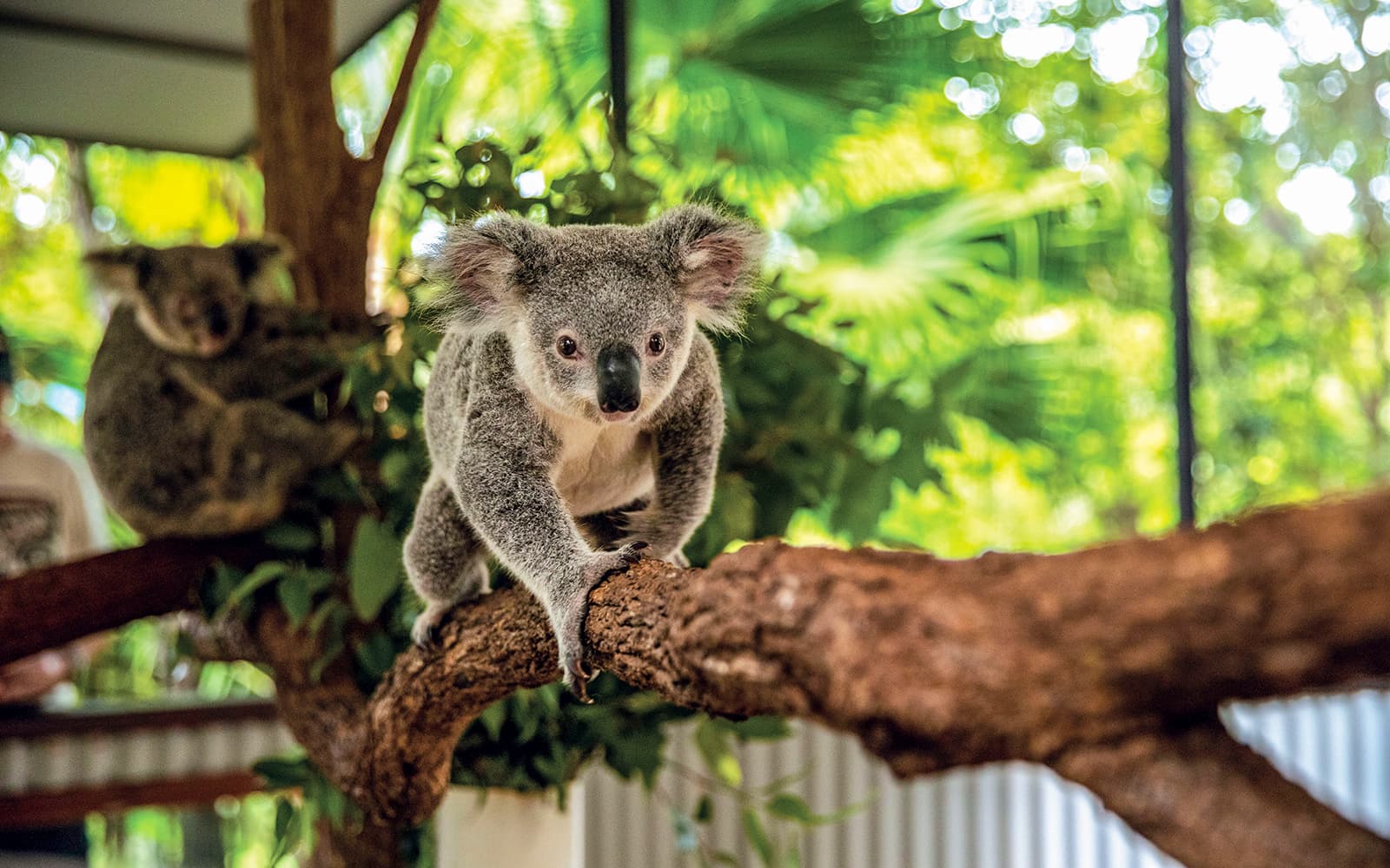 Tickets to Kuranda Koala Gardens, Birdworld Kuranda, & Australian Butterfly Sanctuary in Cairns - Activities | TickYourList