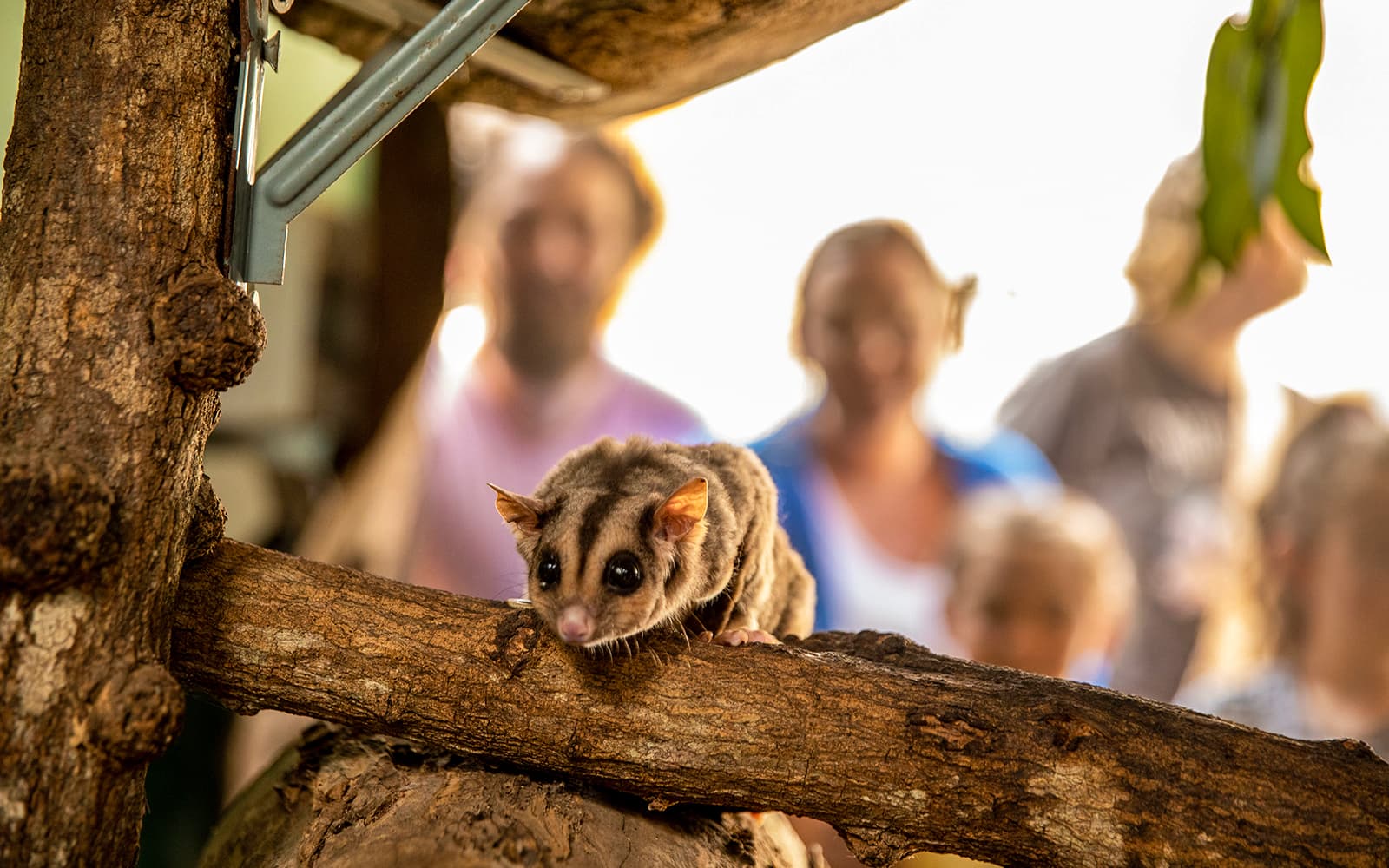 Tickets to Kuranda Koala Gardens, Birdworld Kuranda, & Australian Butterfly Sanctuary in Cairns - Features | TickYourList