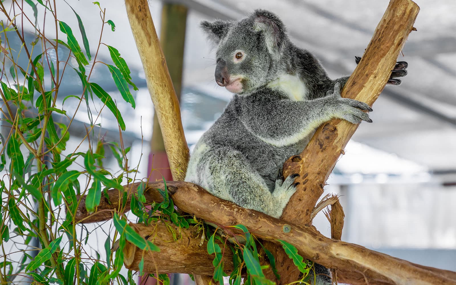 Breakfast with the Koalas at Hartley's Crocodile Adventures tickets in Cairns - Activities | TickYourList