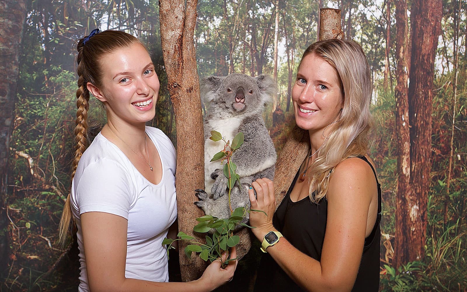 Breakfast with the Koalas at Hartley's Crocodile Adventures tickets in Cairns - Features | TickYourList