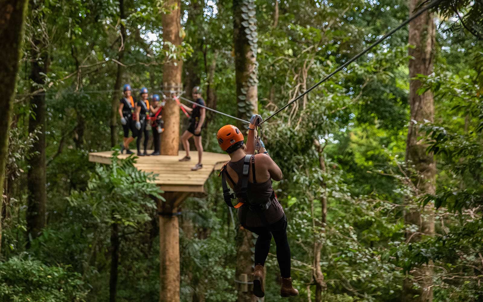 Daintree Rainforest Zipline Tour tickets in Cairns - Activities | TickYourList