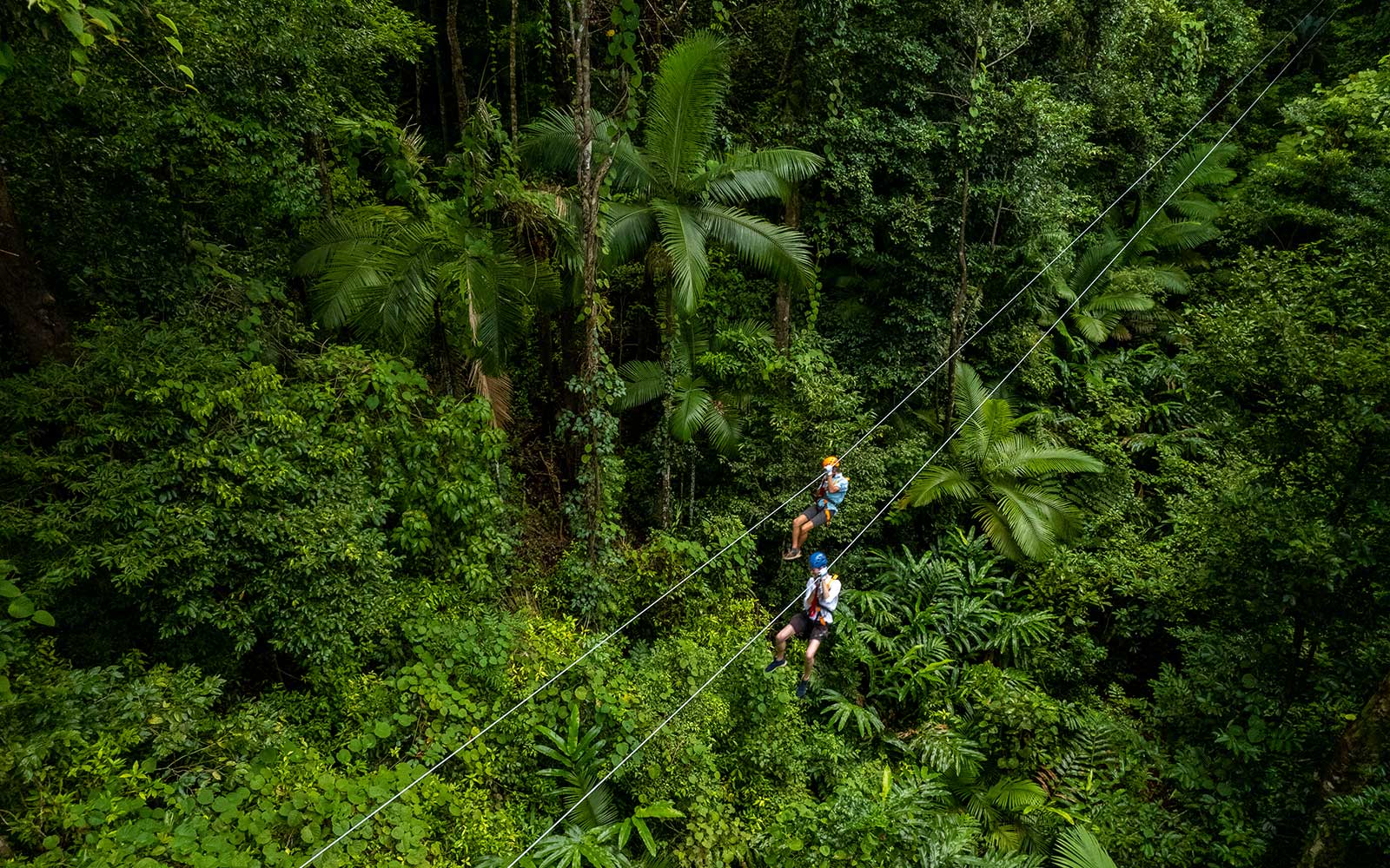 Daintree Rainforest Zipline Tour tickets in Cairns - Highlights | TickYourList