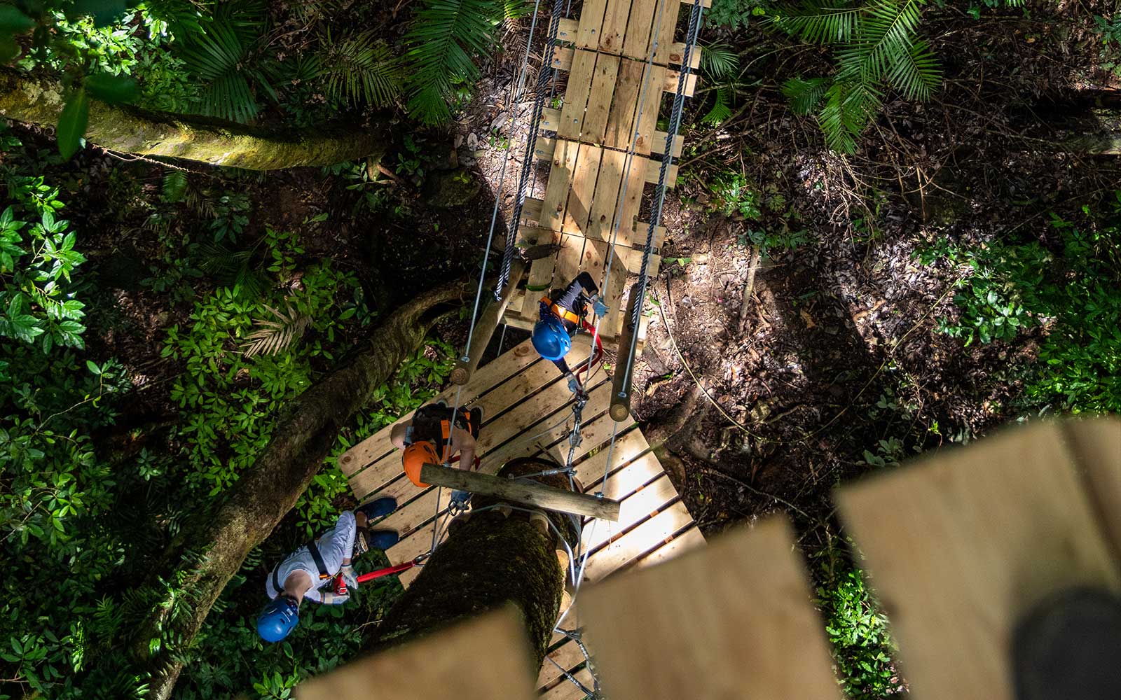 Daintree Rainforest Zipline Tour tickets in Cairns - Features | TickYourList