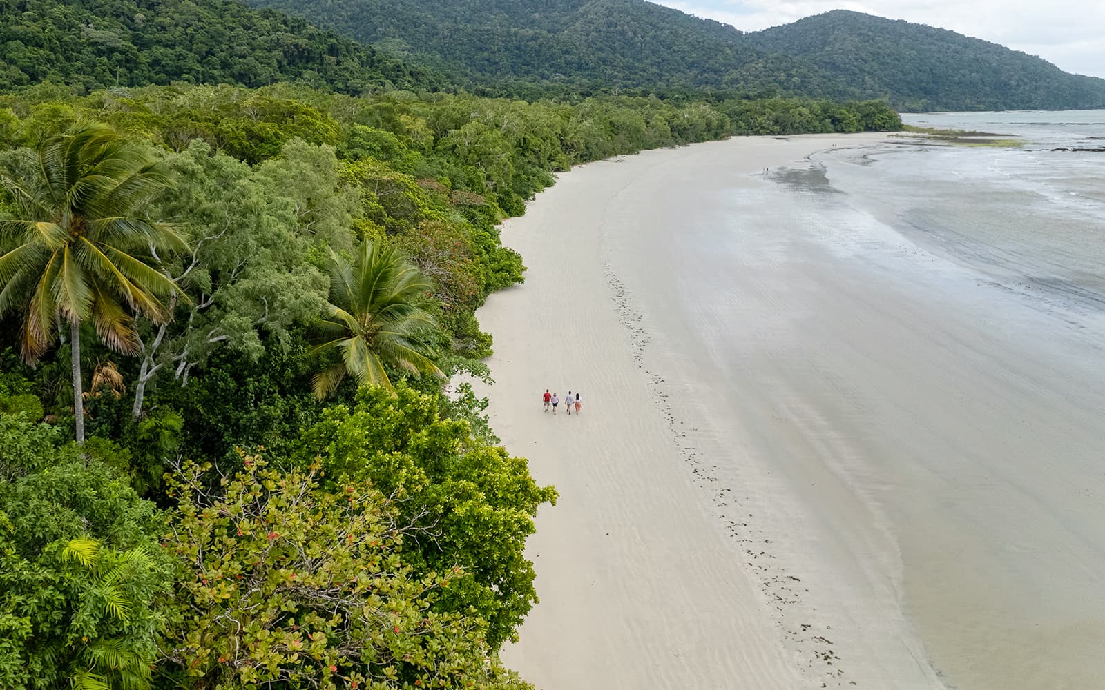 Ultimate Guided Tour of Daintree Rainforest and Ziplining with Hotel Transfers tickets in Cairns - Activities | TickYourList
