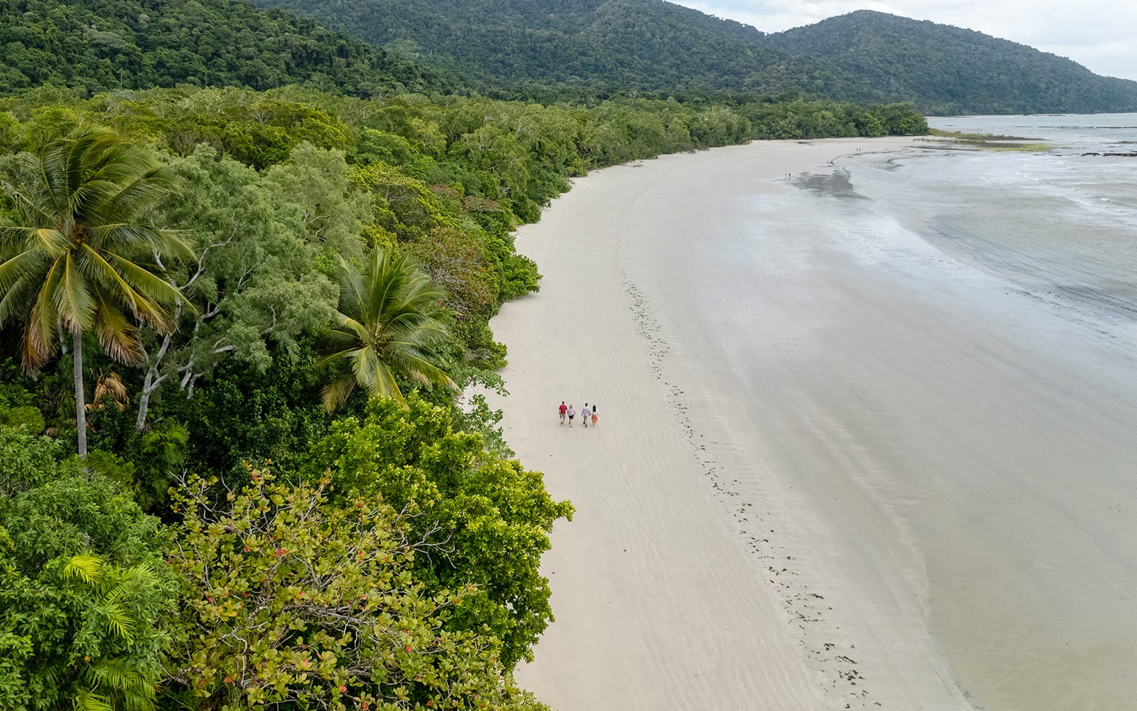 Ultimate Guided Tour of Daintree Rainforest and Ziplining with Hotel Transfers tickets in Cairns - Activities | TickYourList
