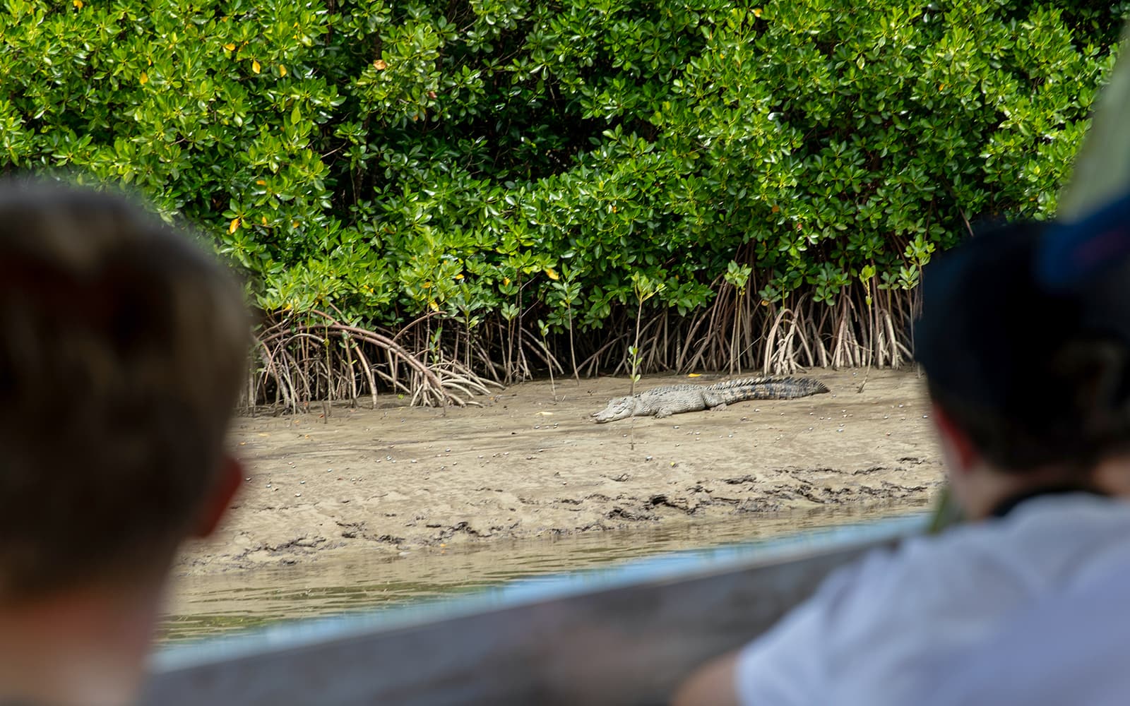 Ultimate Guided Tour of Daintree Rainforest and Ziplining with Hotel Transfers tickets in Cairns - Features | TickYourList